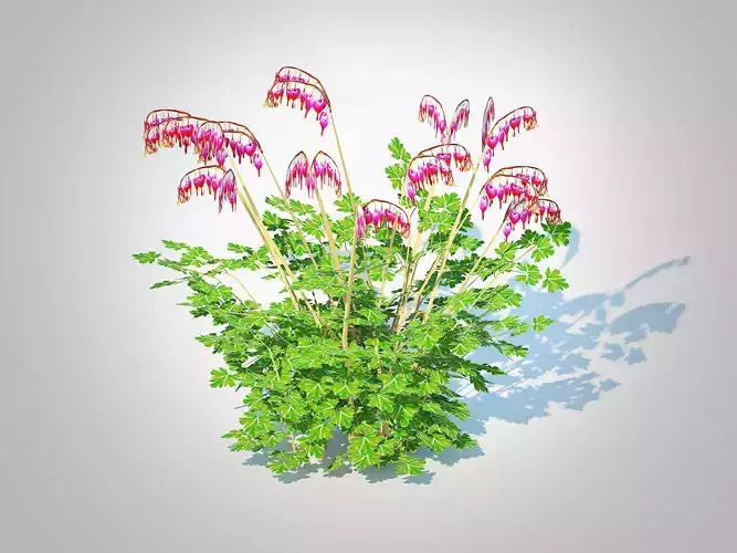 Plant  Dicentra spectabilis - Gold  Bleeding Heart  