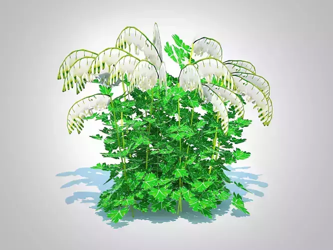 Plant  Dicentra  spectabilis Alba - White Bleeding Heart 