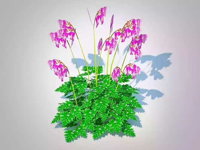 Plant  Dicentra Luxuriant -  Bleeding Heart