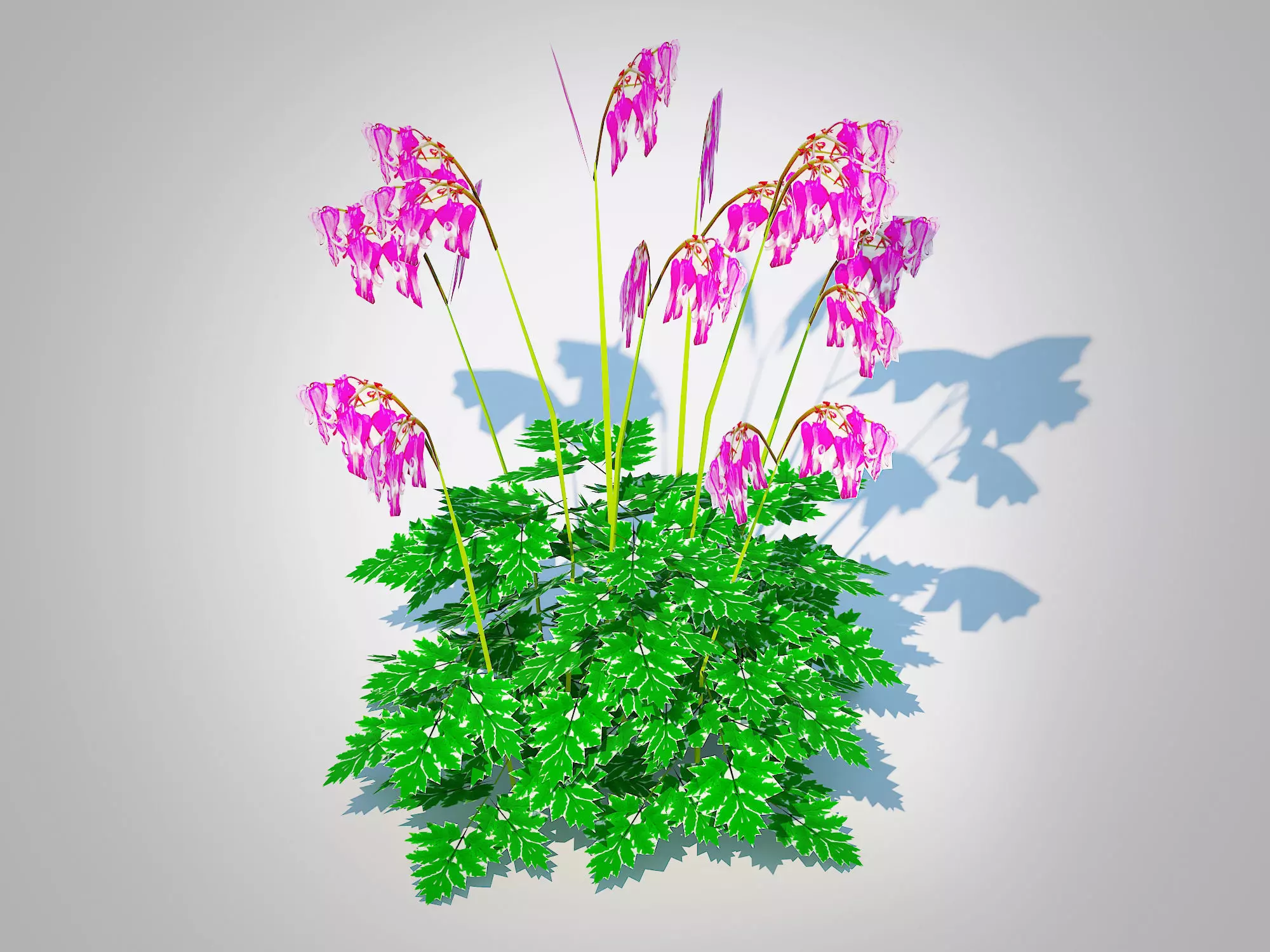Plant Dicentra Luxuriant - Bleeding Heart Low-poly 3D model