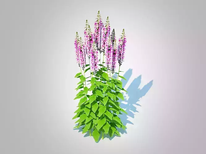 Plant  Digitalis purpurea - Common Foxglove pink 