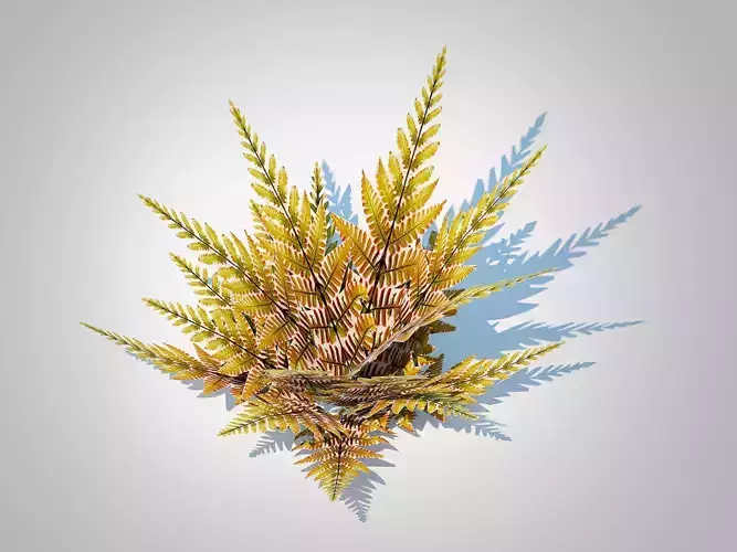 Plant  Dryopteris erythrosora - Autumn fern 