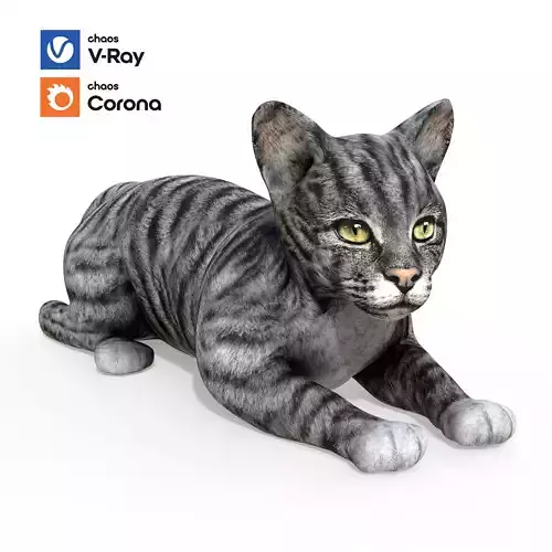 Dominican short hair cat 3d model  Low-poly 3D model