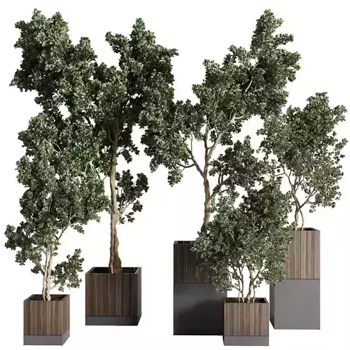 Tree plant in a concrete dirty vase - indoor plant set 550