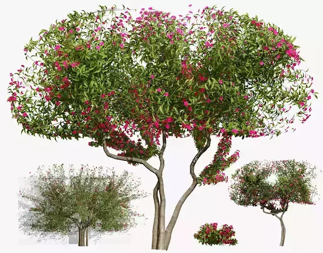 Bougainvillea Tree 3D Model Low-poly 3D model