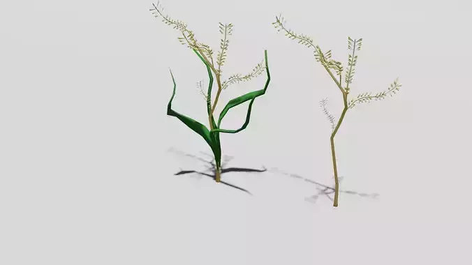 Rice Plant