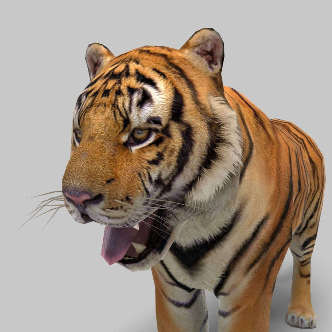 Tiger 3D model_10
