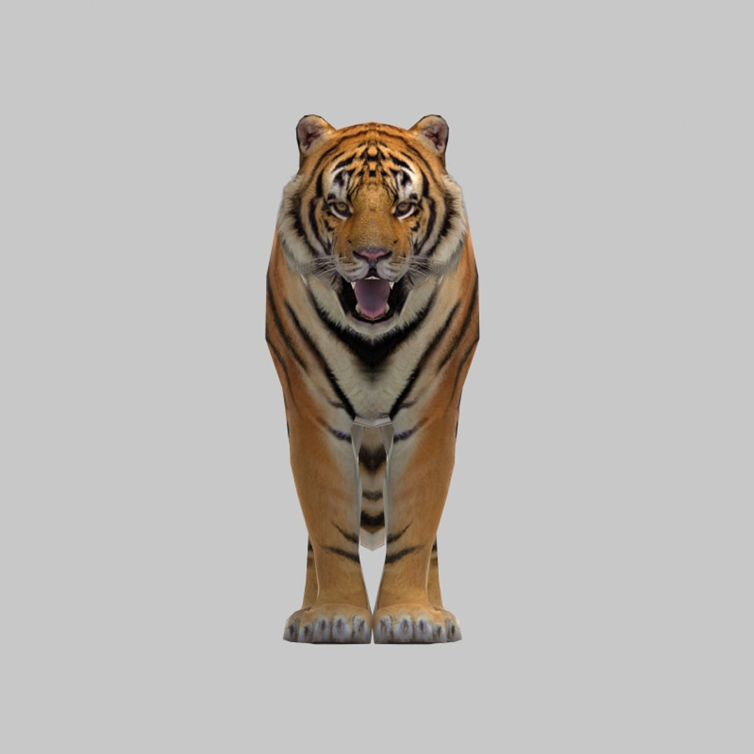 Tiger 3D model_8
