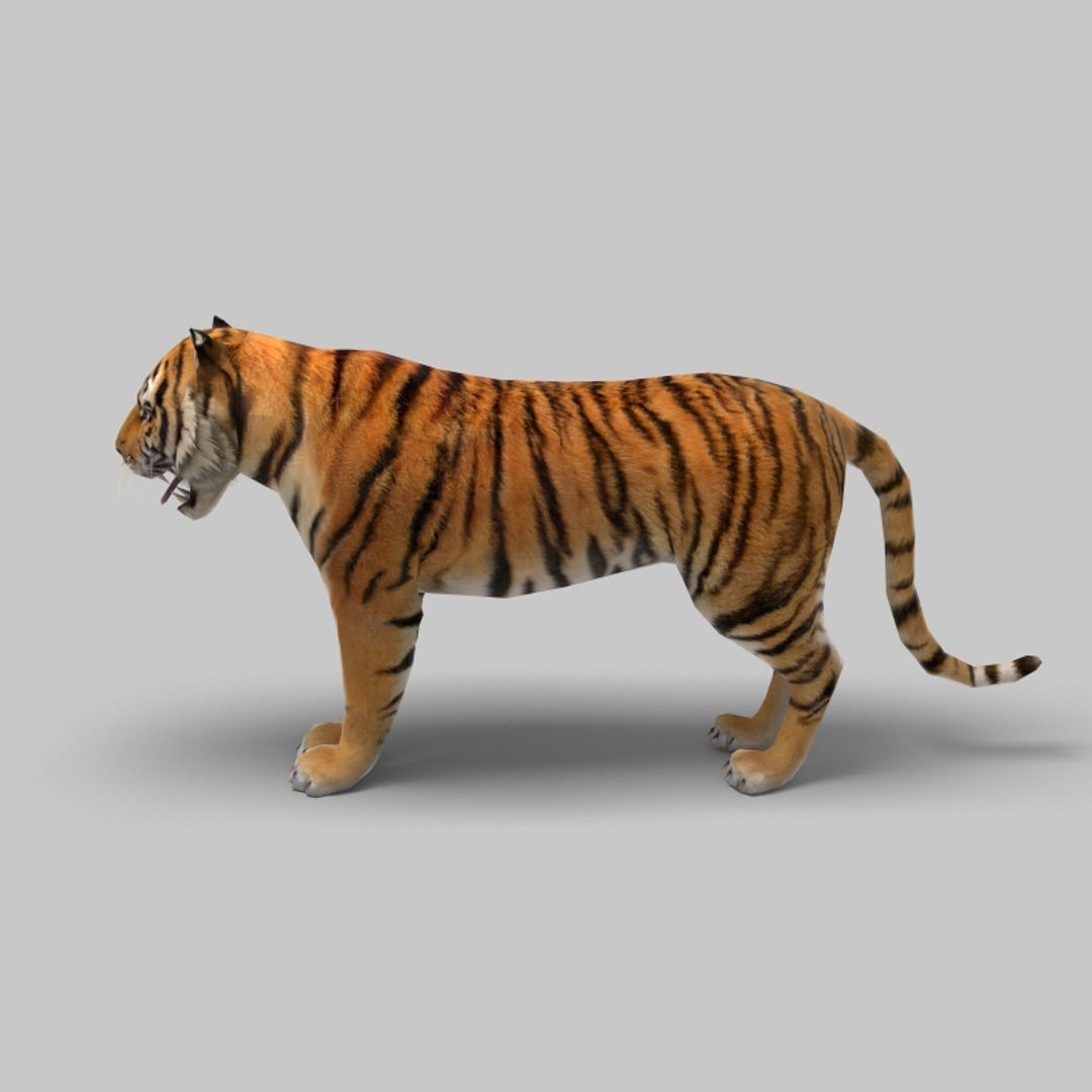 Tiger 3D model_2