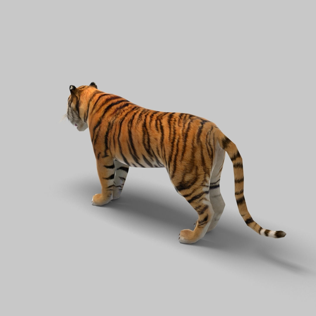 Tiger 3D model_4