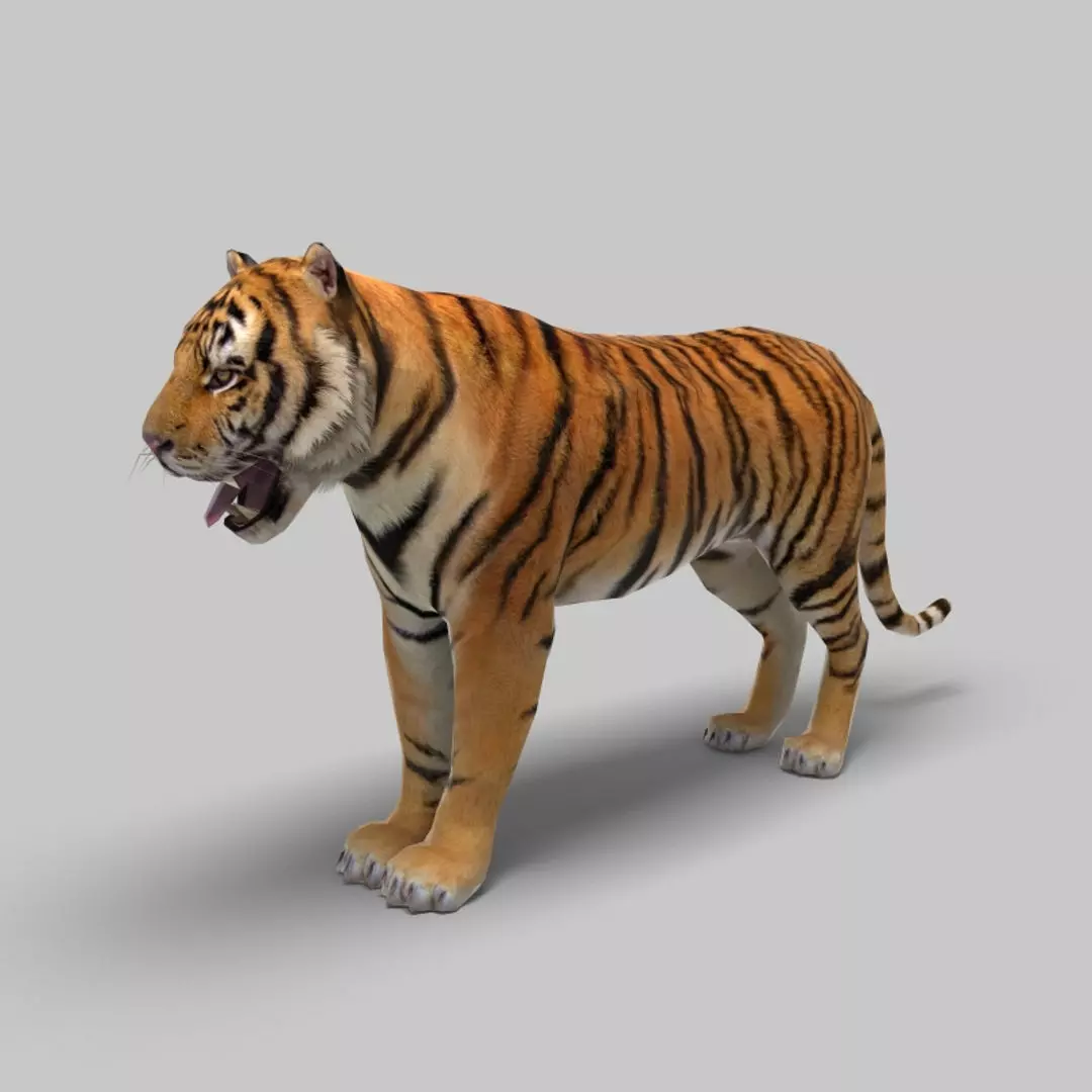Tiger 3D model_0