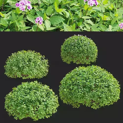 Spiraea japonica  Little princess trimmed