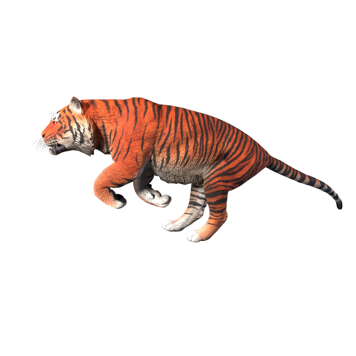 Realistic Tiger Rigged and Animated for VR AR Games Low-poly 3D model_5