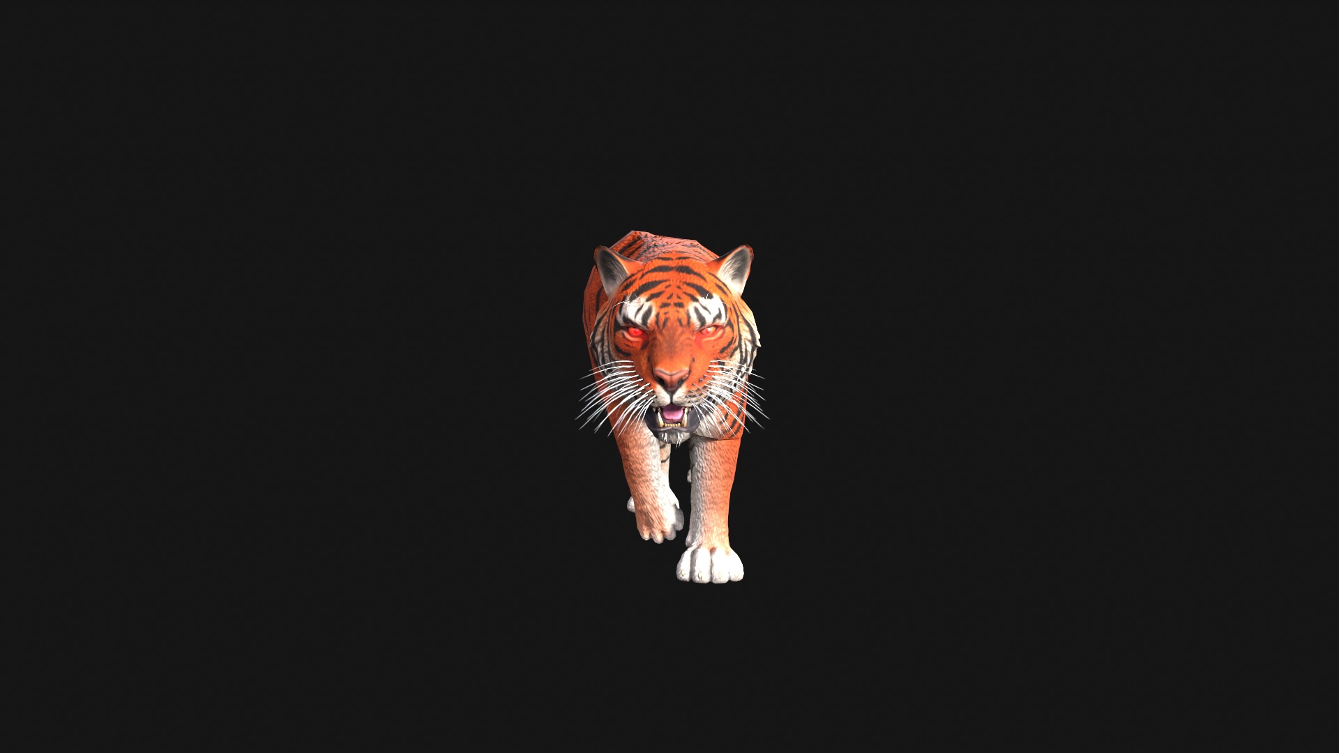 Realistic Tiger Rigged and Animated for VR AR Games Low-poly 3D model_10