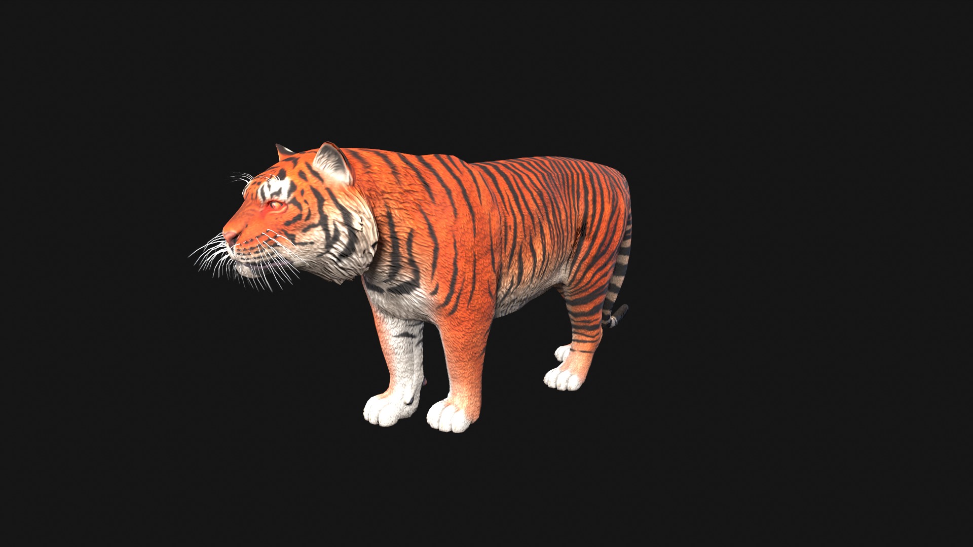 Realistic Tiger Rigged and Animated for VR AR Games Low-poly 3D model_8