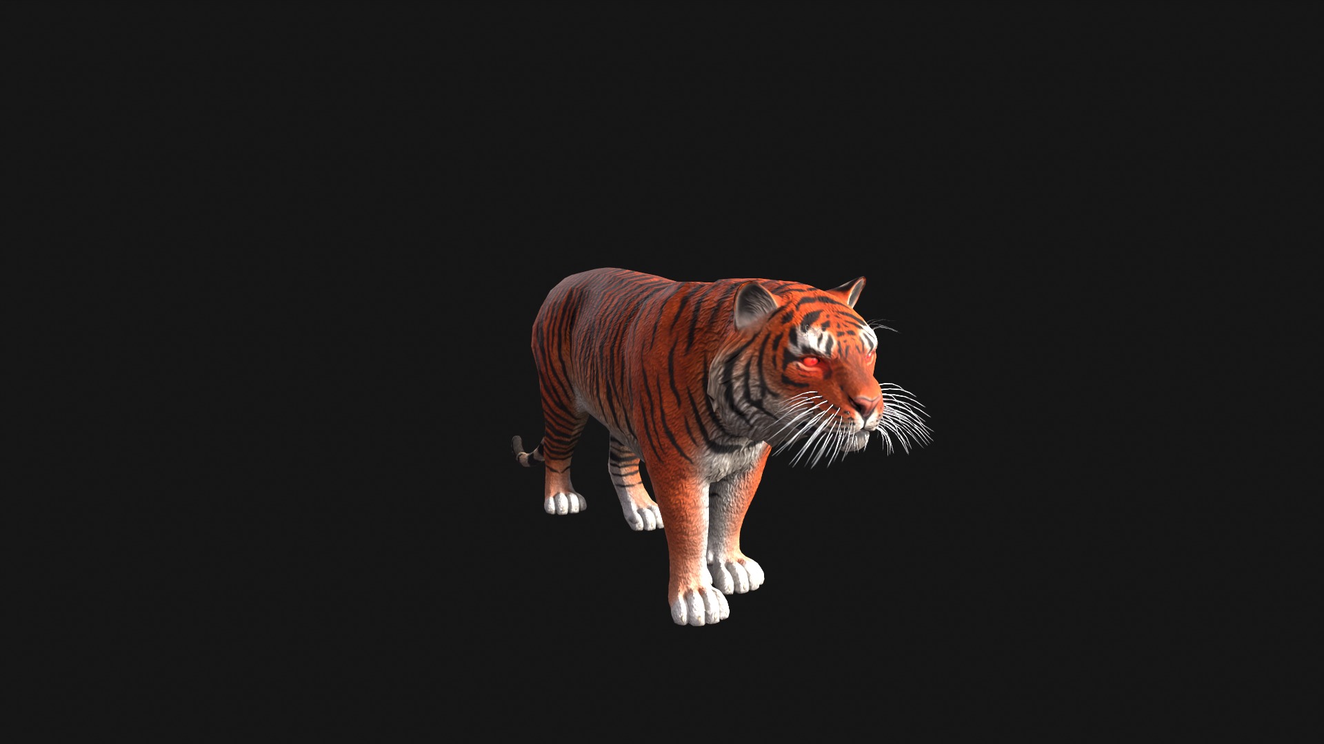 Realistic Tiger Rigged and Animated for VR AR Games Low-poly 3D model_3
