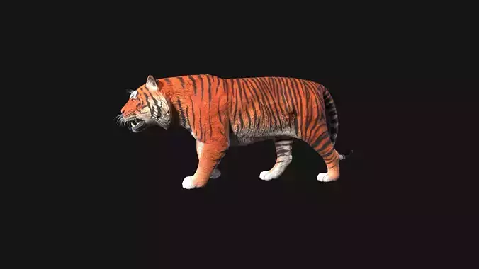 Realistic Tiger Rigged and Animated for VR AR Games Low-poly 3D model