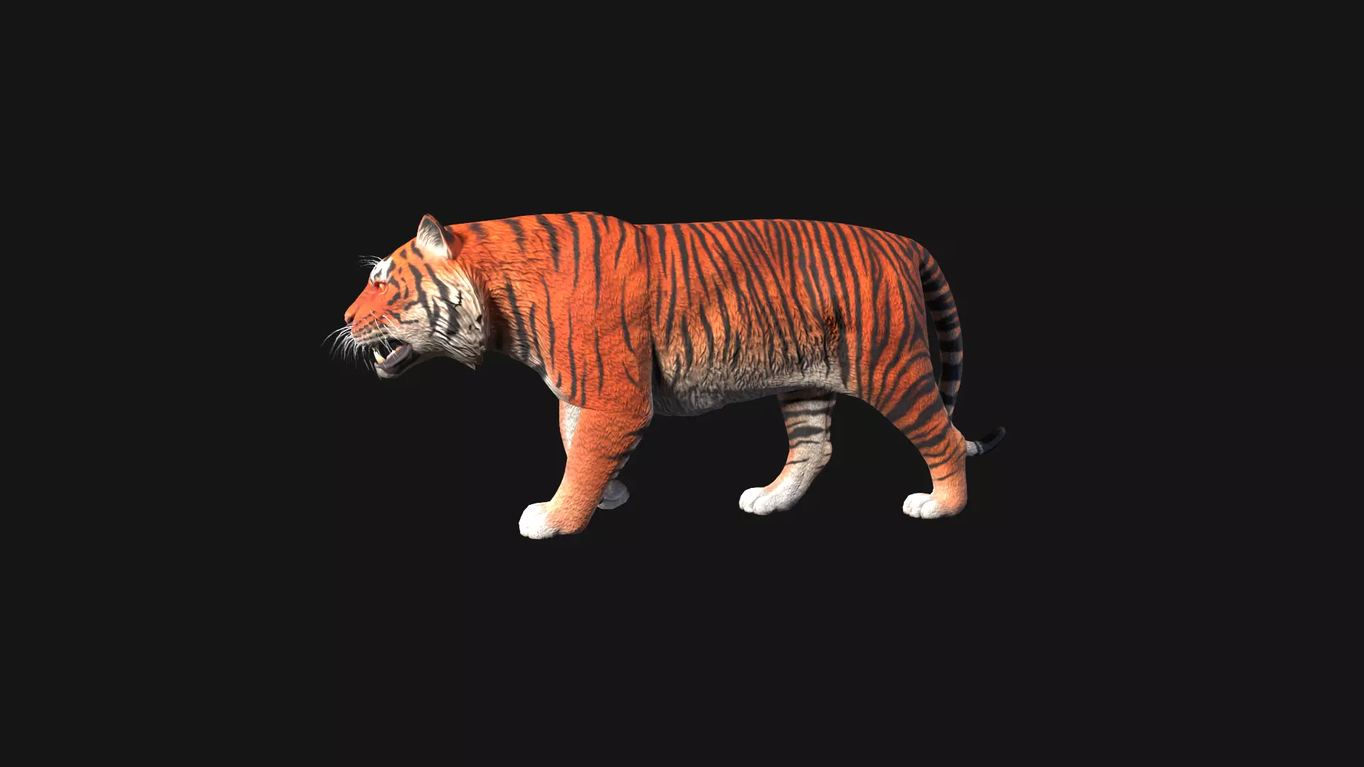 Realistic Tiger Rigged and Animated for VR AR Games Low-poly 3D model_0