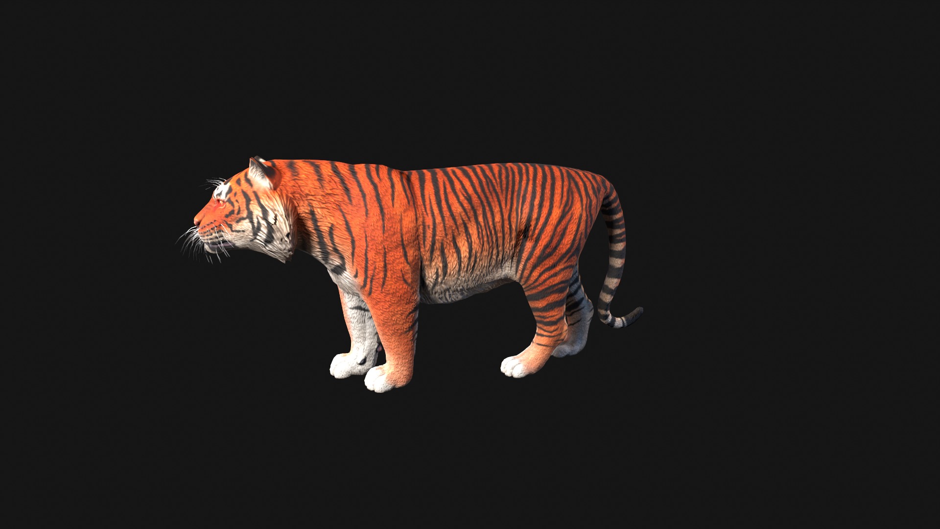 Realistic Tiger Rigged and Animated for VR AR Games Low-poly 3D model_9