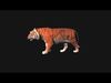 Realistic Tiger Rigged and Animated for VR AR Games Low-poly 3D model_1