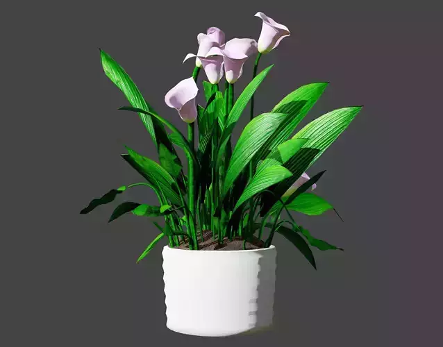 Peace Lily Plant Model