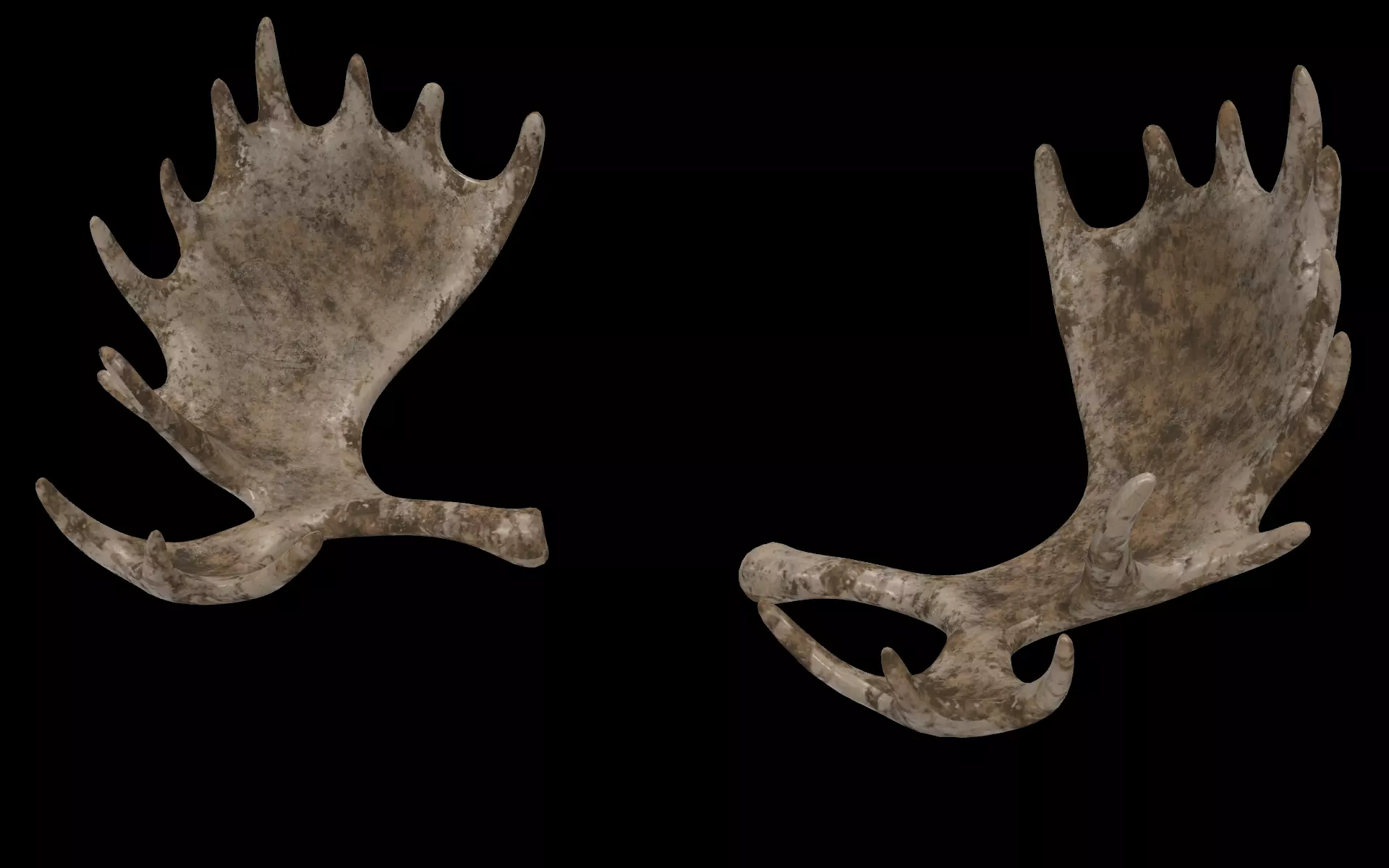 antlers horn 01 3D model