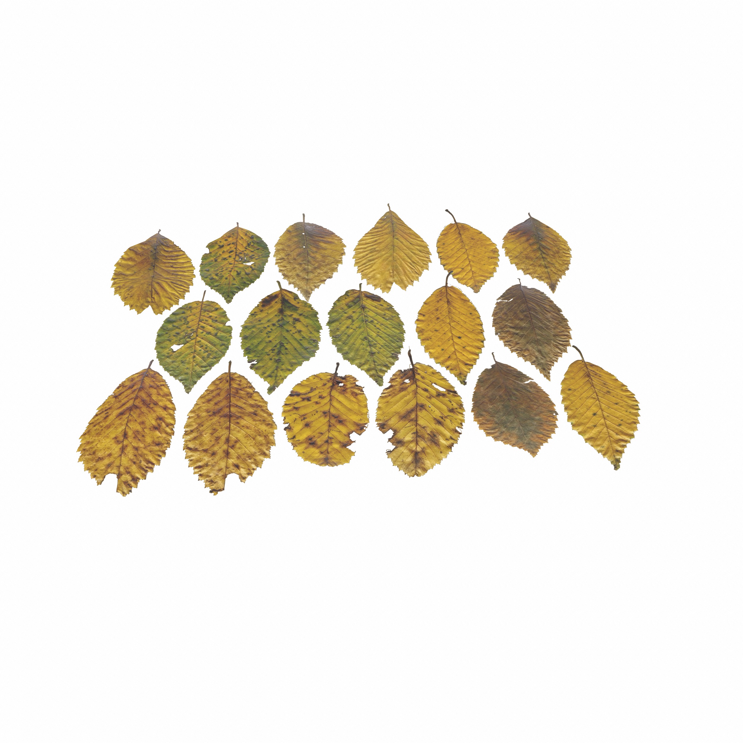 Fall Autumn Alder Leaves Leaf Low-poly 3D model_14