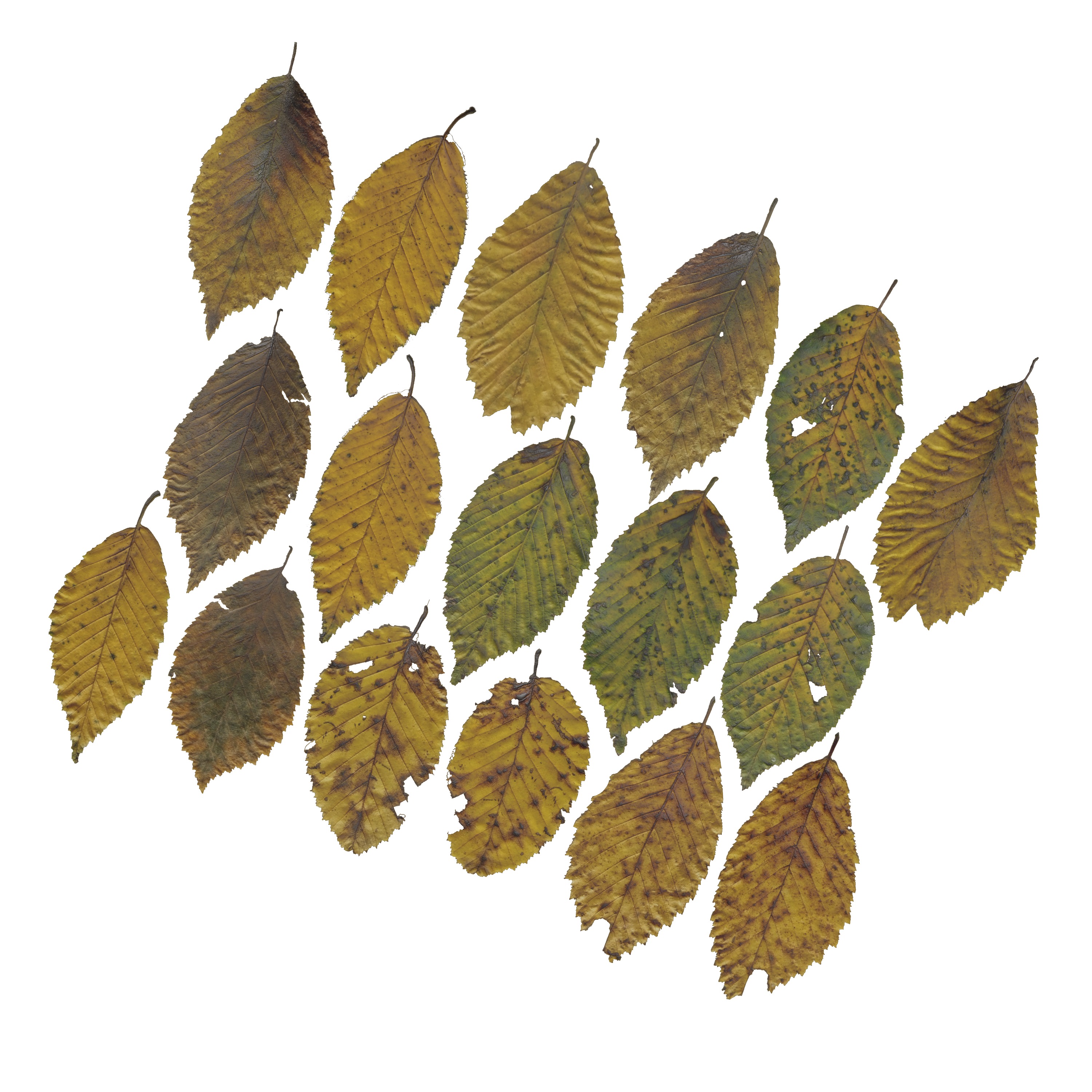 Fall Autumn Alder Leaves Leaf Low-poly 3D model_7