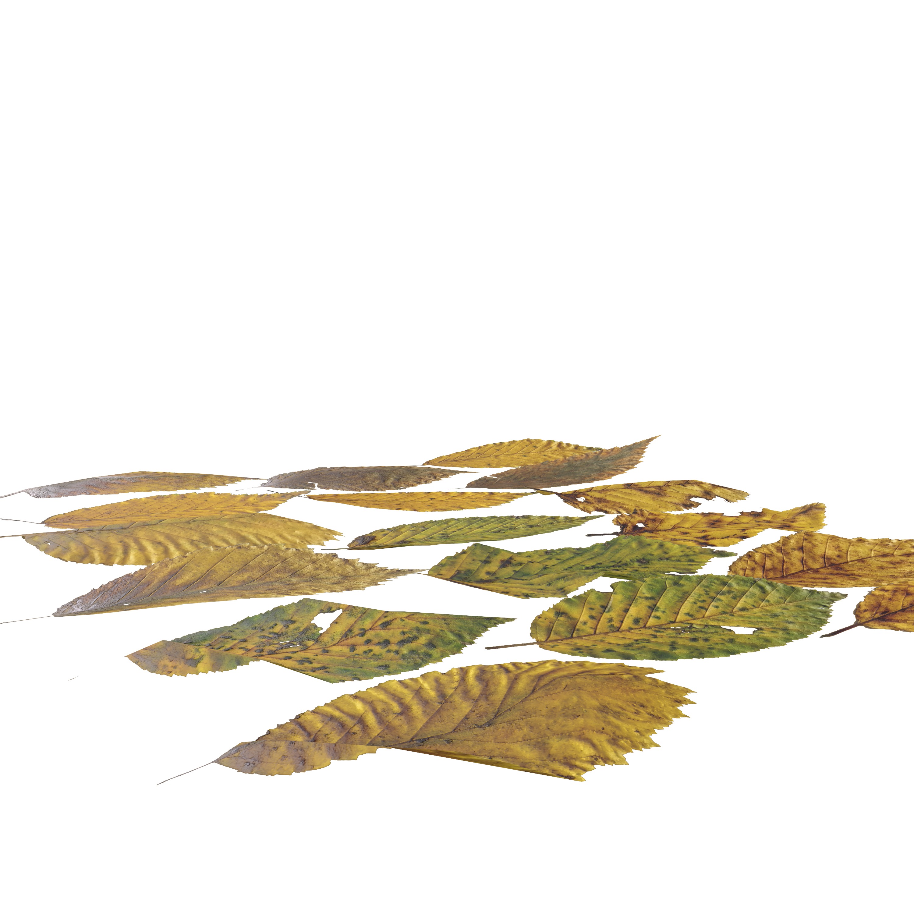 Fall Autumn Alder Leaves Leaf Low-poly 3D model_4