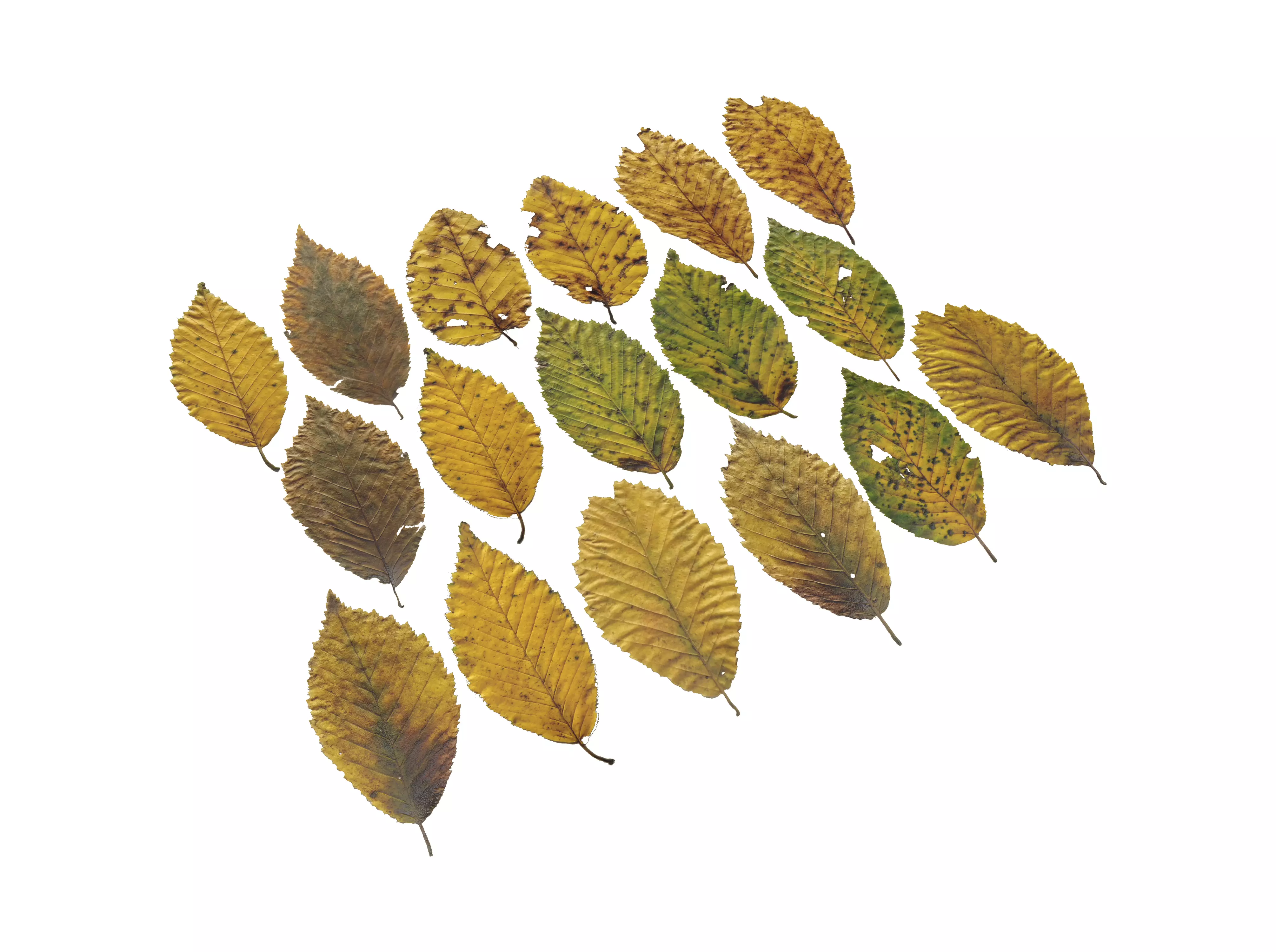 Fall Autumn Alder Leaves Leaf Low-poly 3D model_0