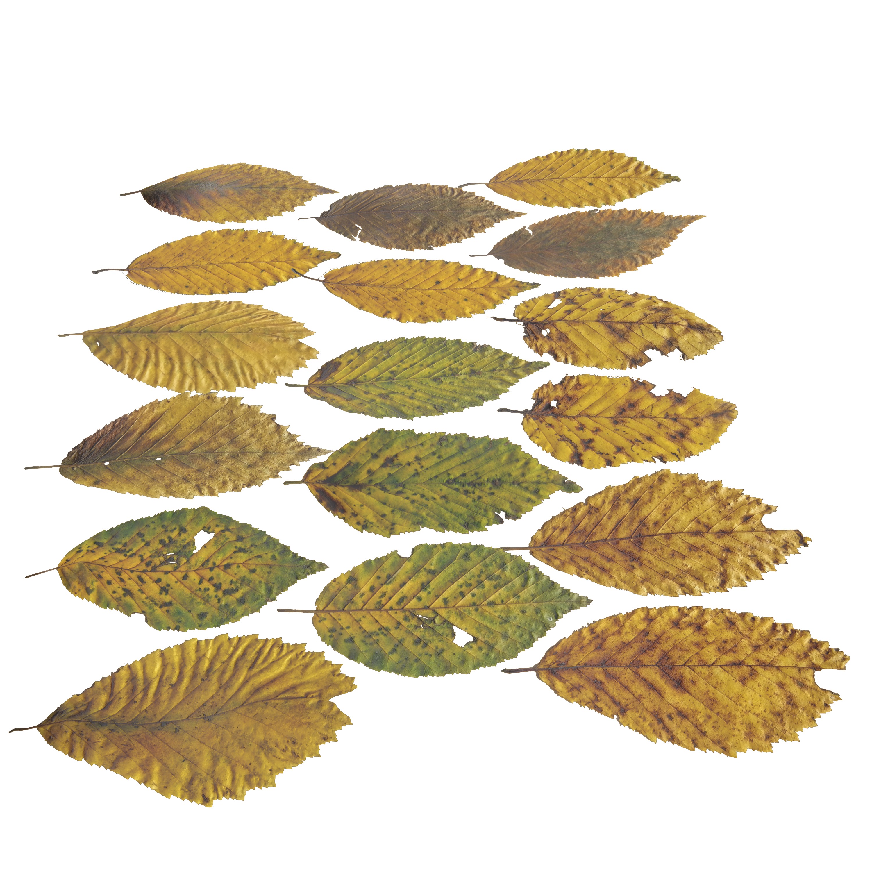 Fall Autumn Alder Leaves Leaf Low-poly 3D model_3