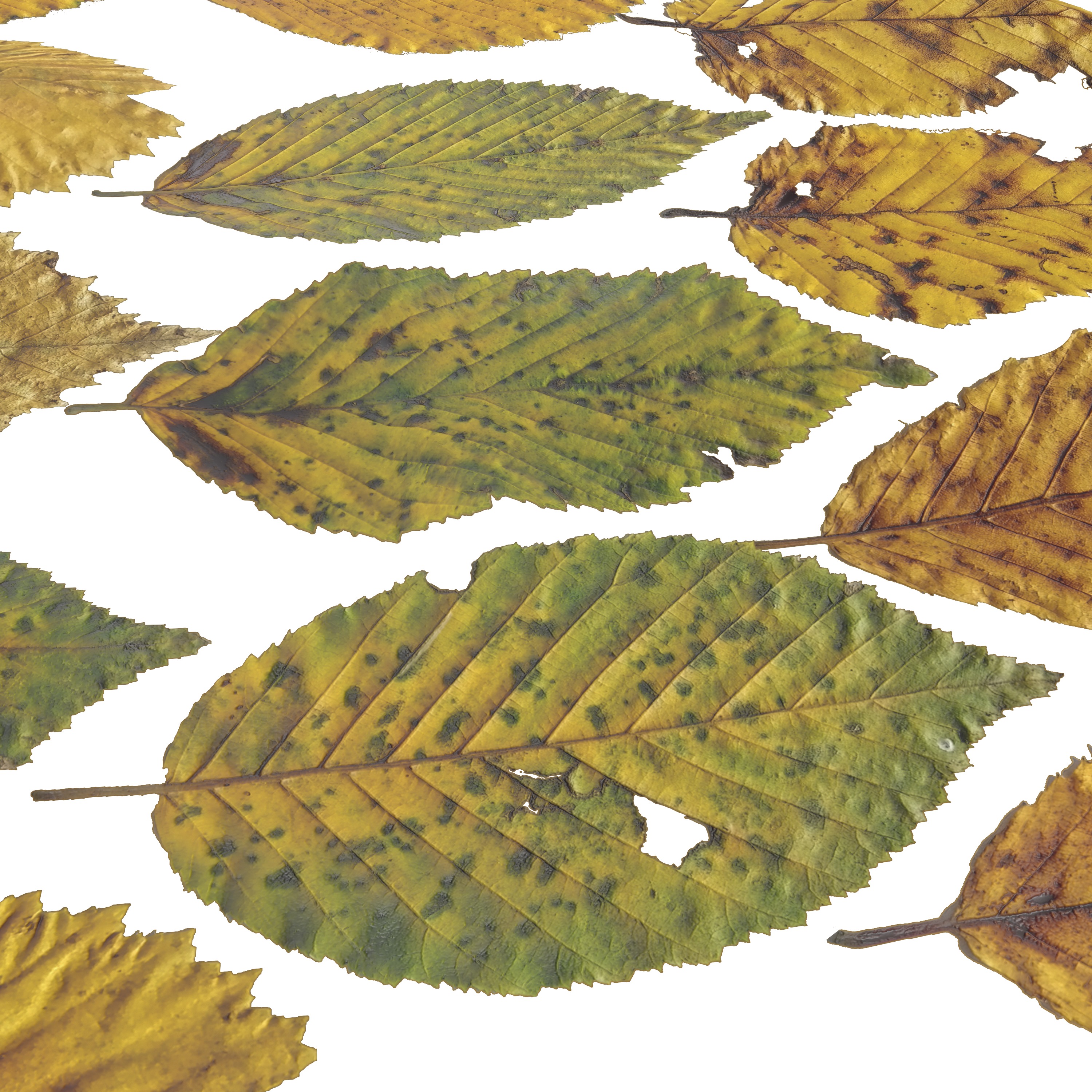 Fall Autumn Alder Leaves Leaf Low-poly 3D model_5