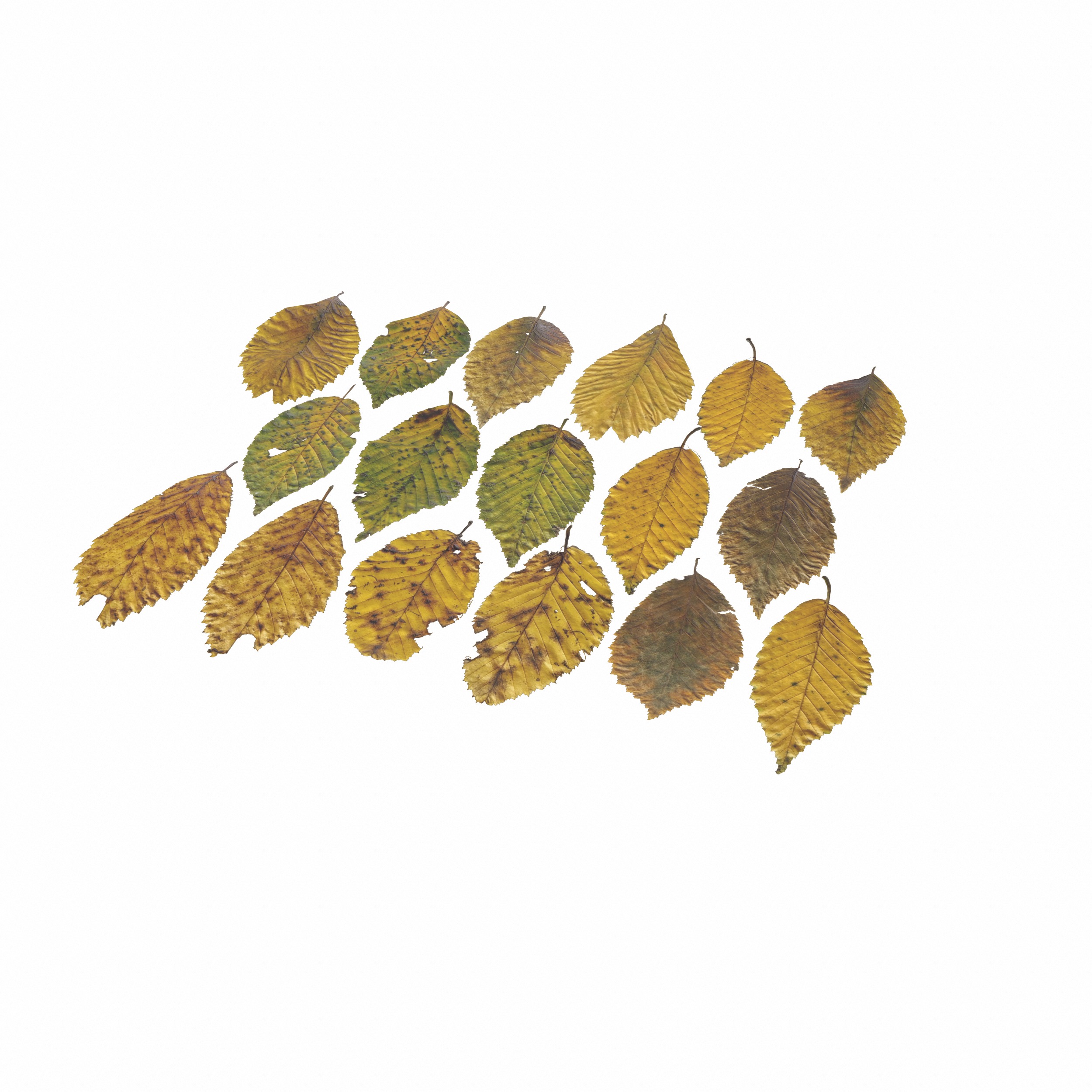 Fall Autumn Alder Leaves Leaf Low-poly 3D model_13