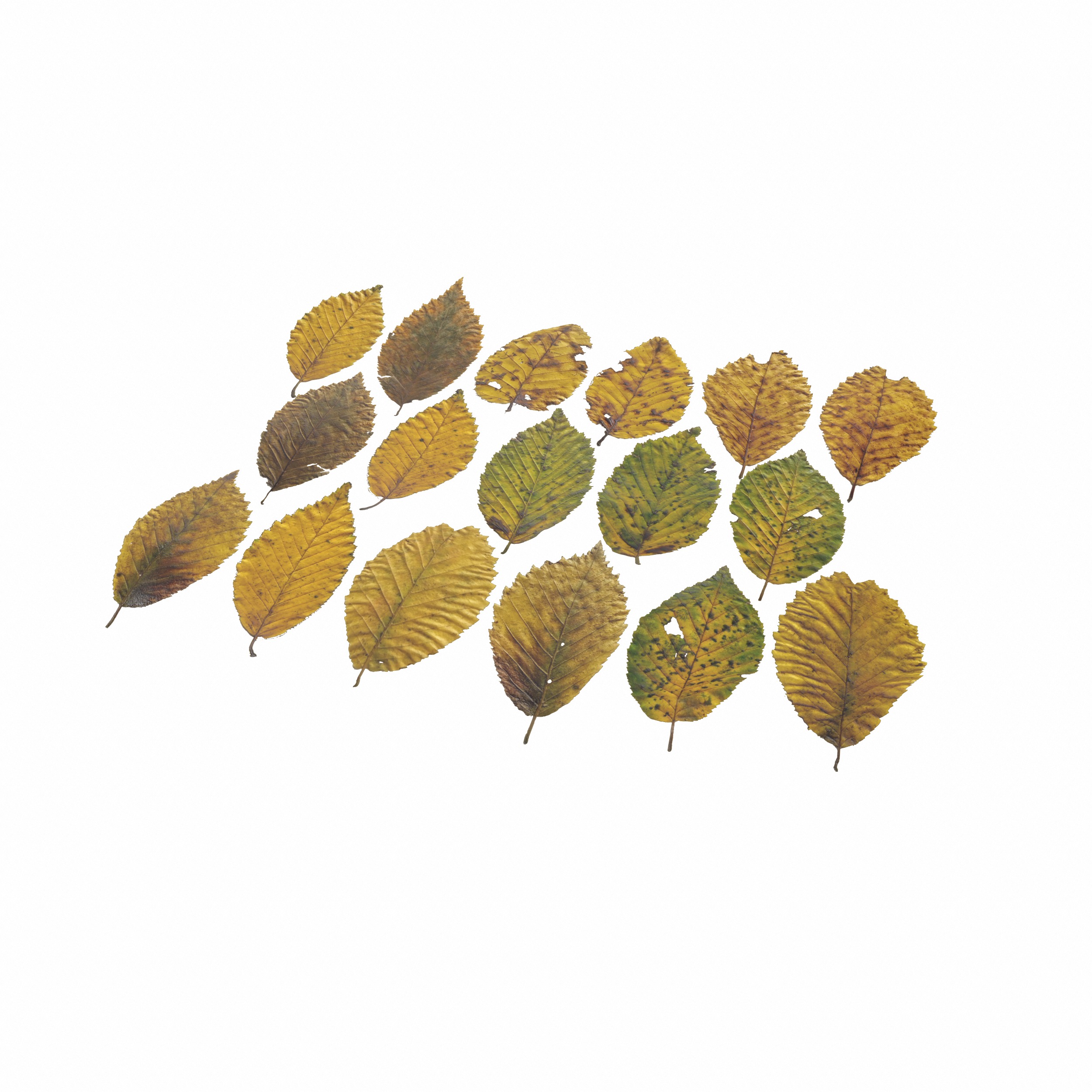 Fall Autumn Alder Leaves Leaf Low-poly 3D model_15