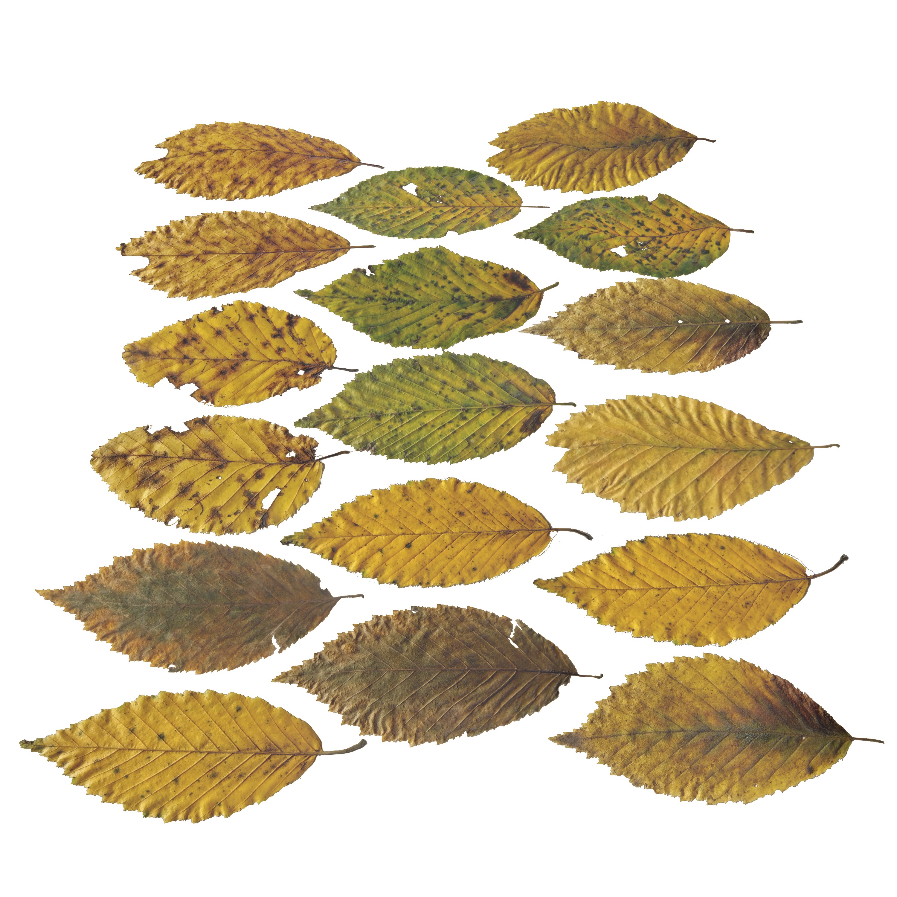 Fall Autumn Alder Leaves Leaf Low-poly 3D model_2
