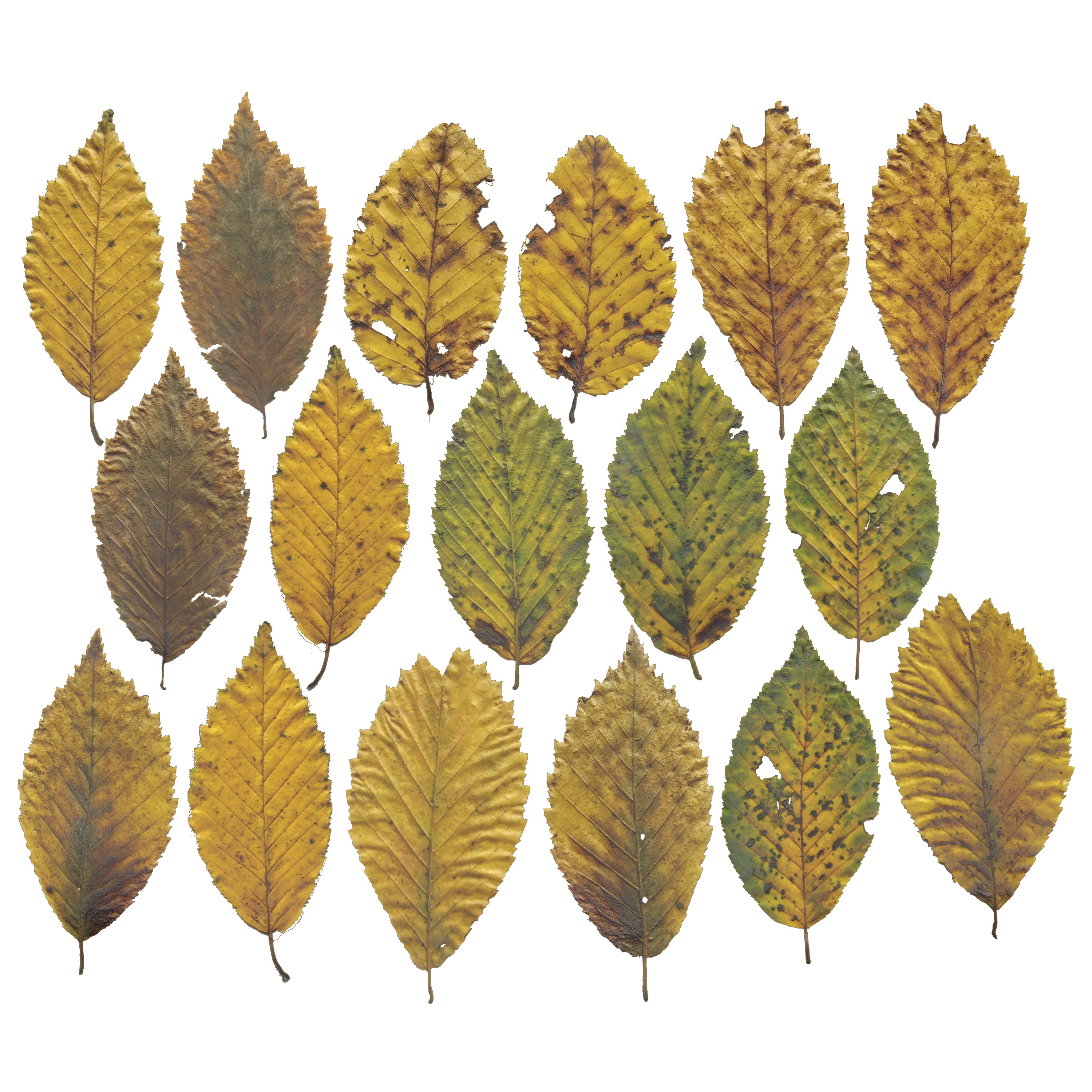 Fall Autumn Alder Leaves Leaf Low-poly 3D model_6