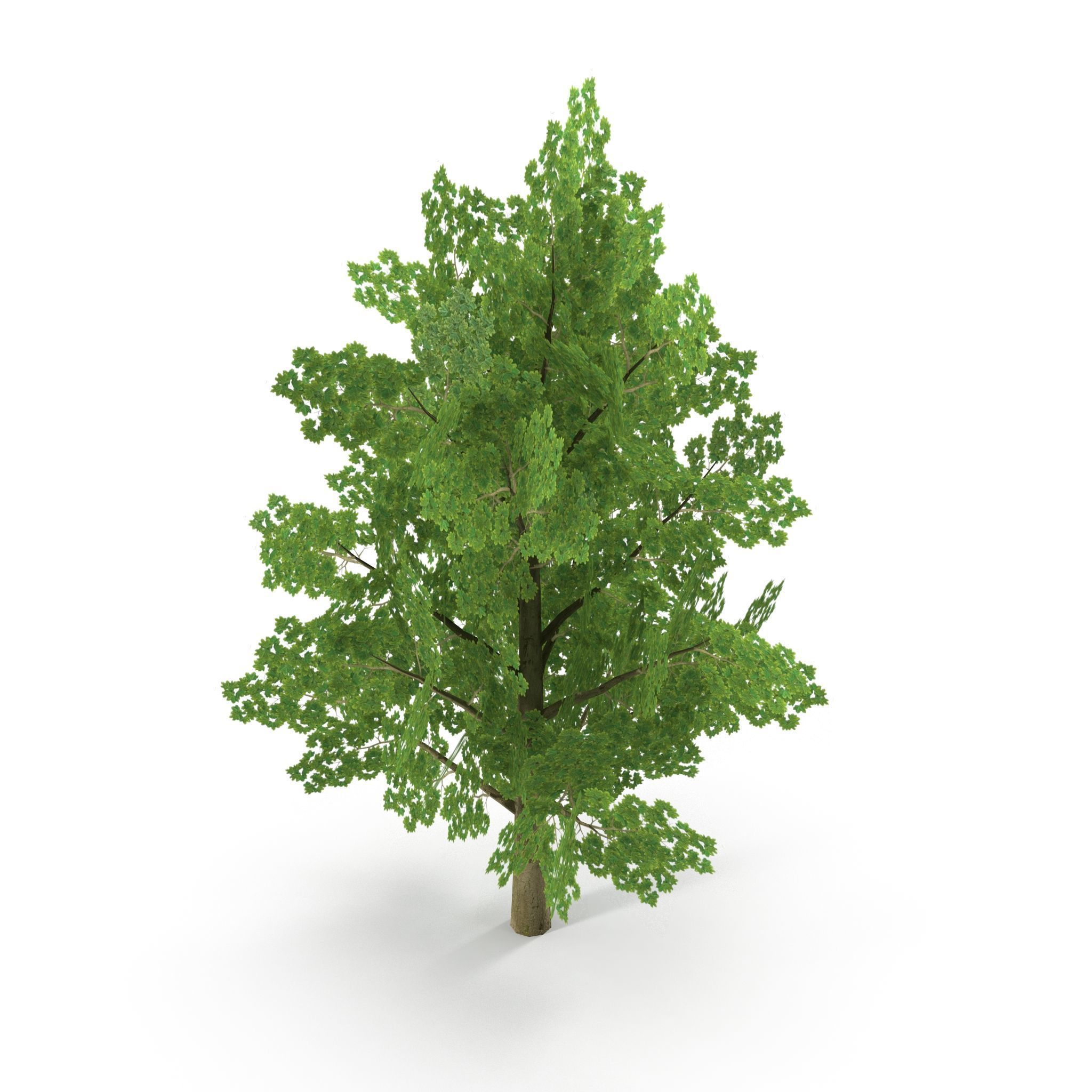 Maple Low Poly Low-poly 3D model_3