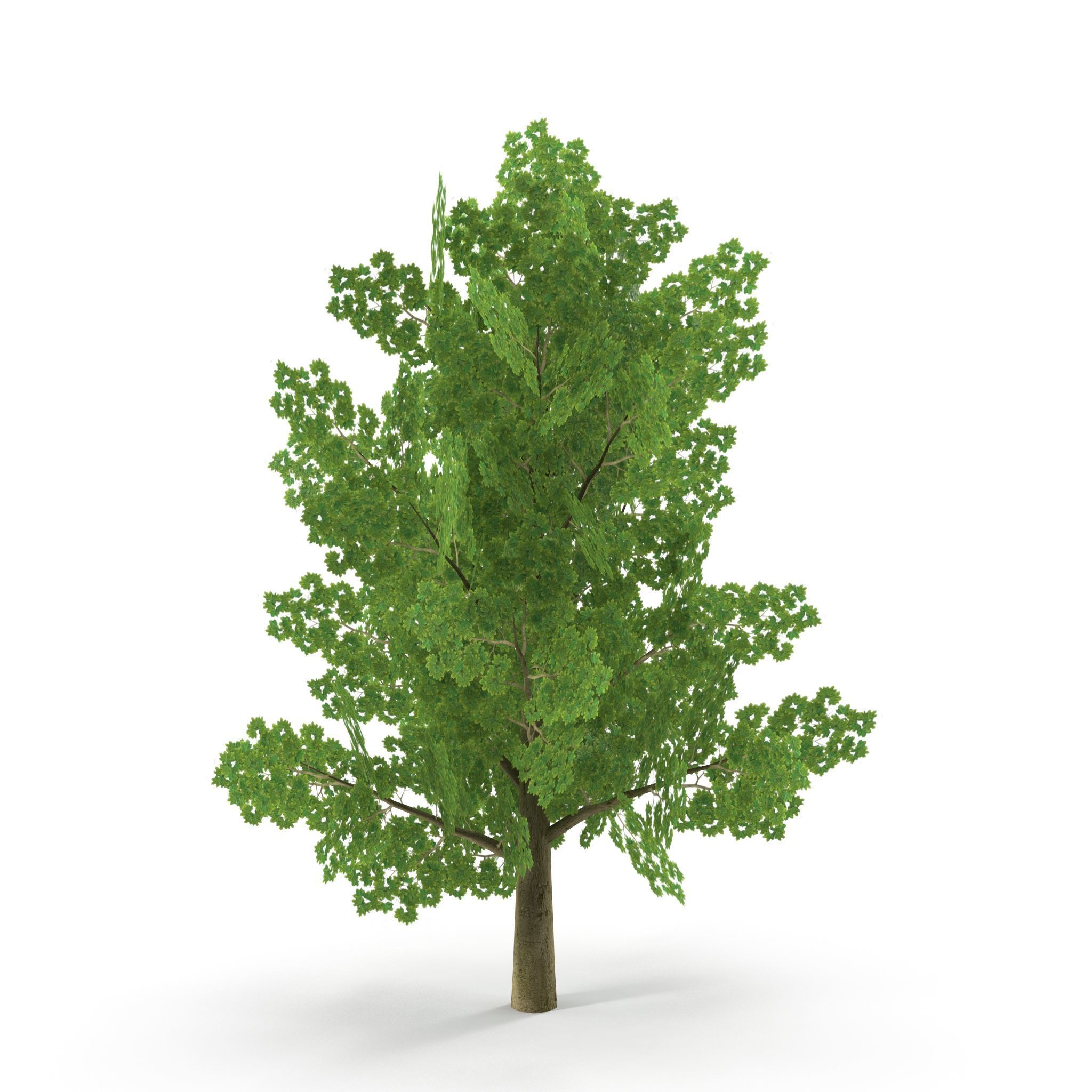 Maple Low Poly Low-poly 3D model_2
