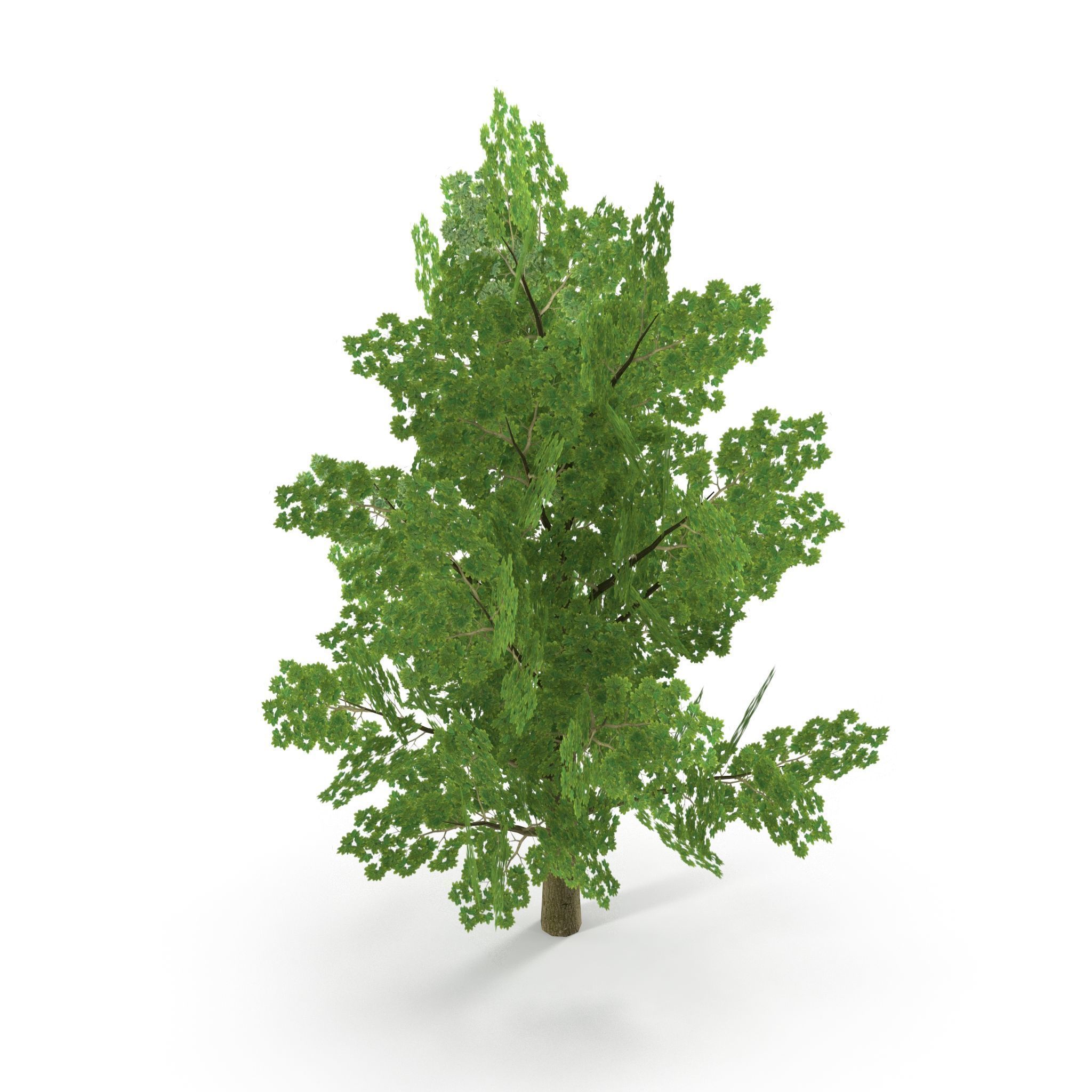 Maple Low Poly Low-poly 3D model_7