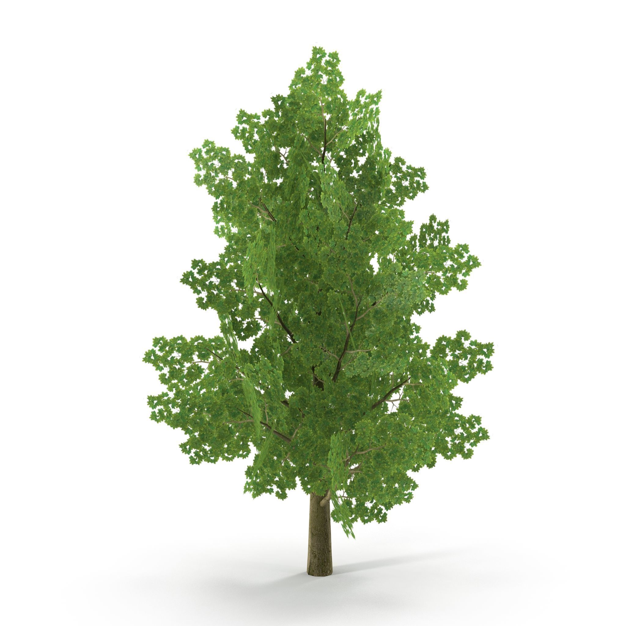 Maple Low Poly Low-poly 3D model_1