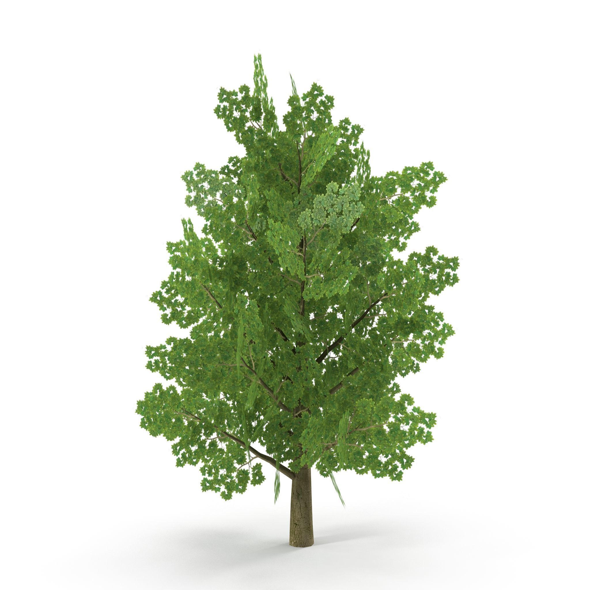 Maple Low Poly Low-poly 3D model_6