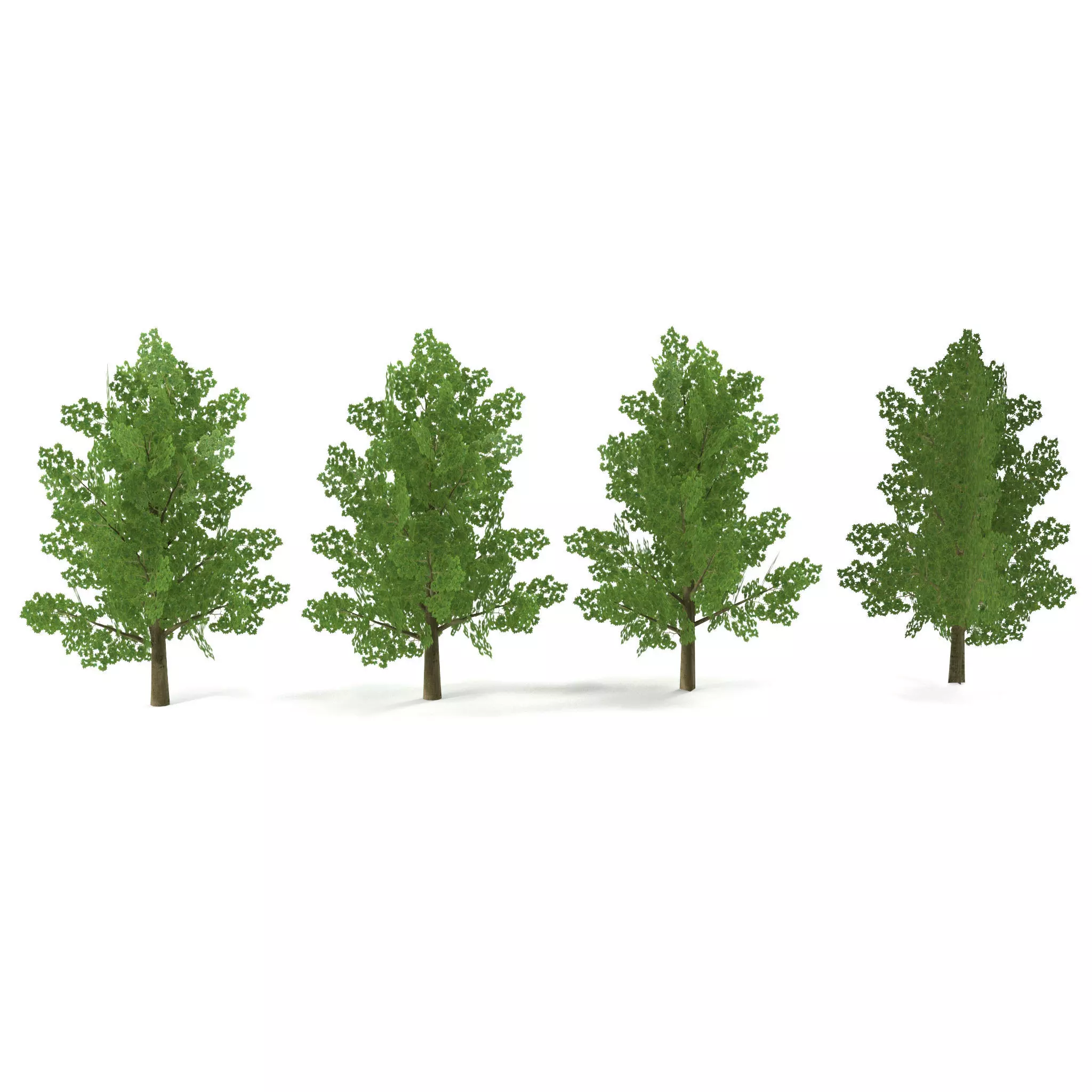 Maple Low Poly Low-poly 3D model_0