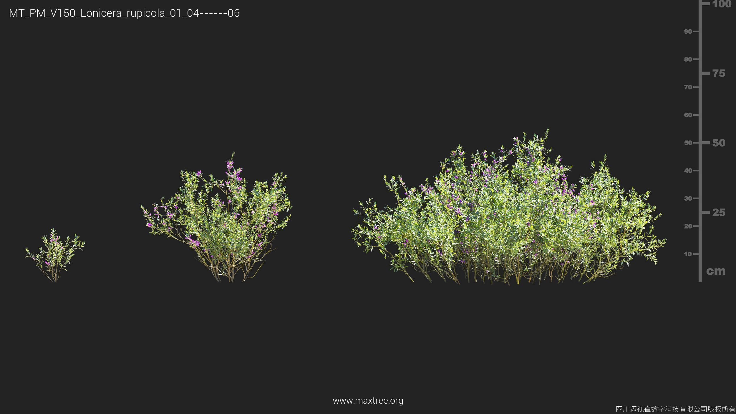 Maxtree Plant Models Vol 150 - Mesh 3D model_12