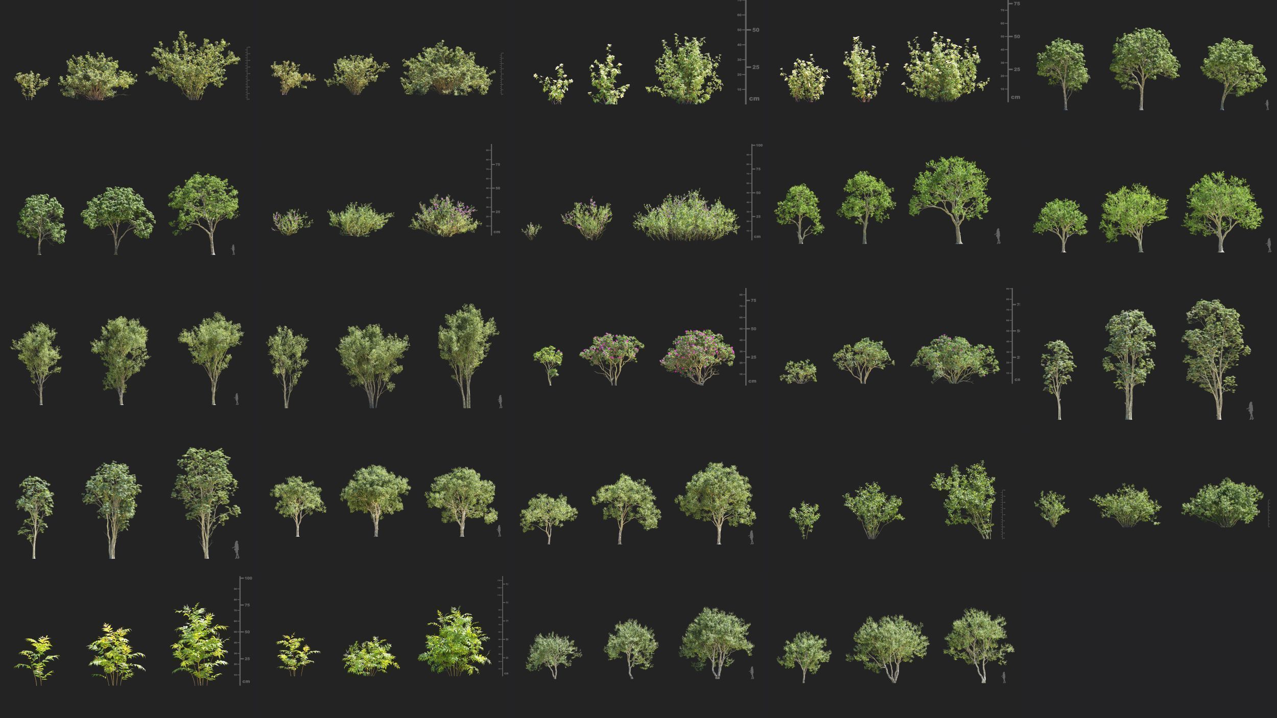 Maxtree Plant Models Vol 150 - Mesh 3D model_4