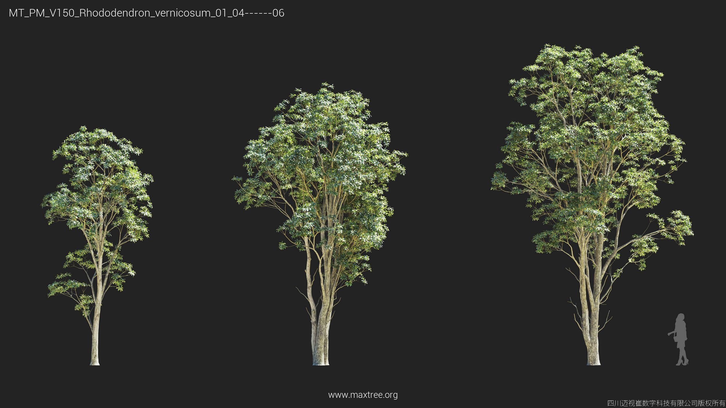 Maxtree Plant Models Vol 150 - Mesh 3D model_20
