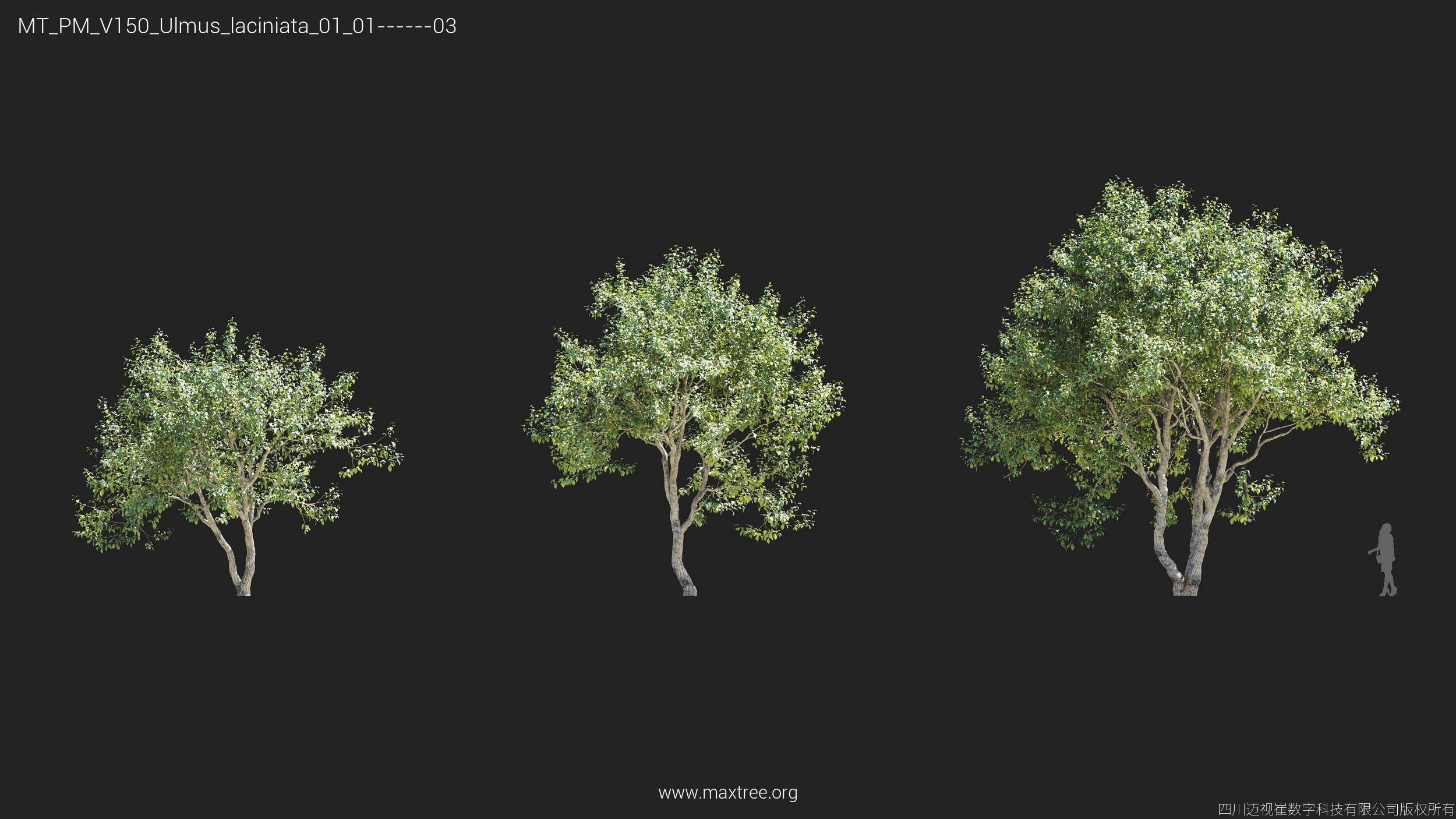 Maxtree Plant Models Vol 150 - Mesh 3D model_27