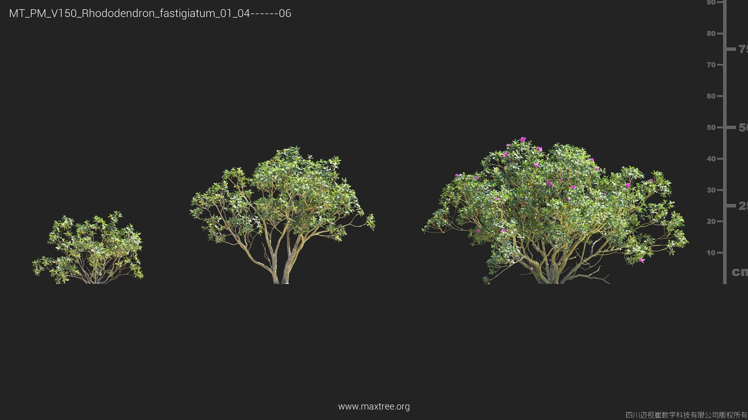 Maxtree Plant Models Vol 150 - Mesh 3D model_18