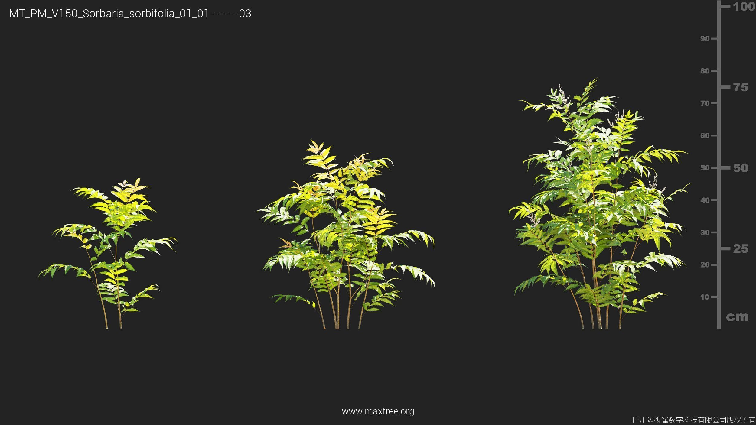 Maxtree Plant Models Vol 150 - Mesh 3D model_25