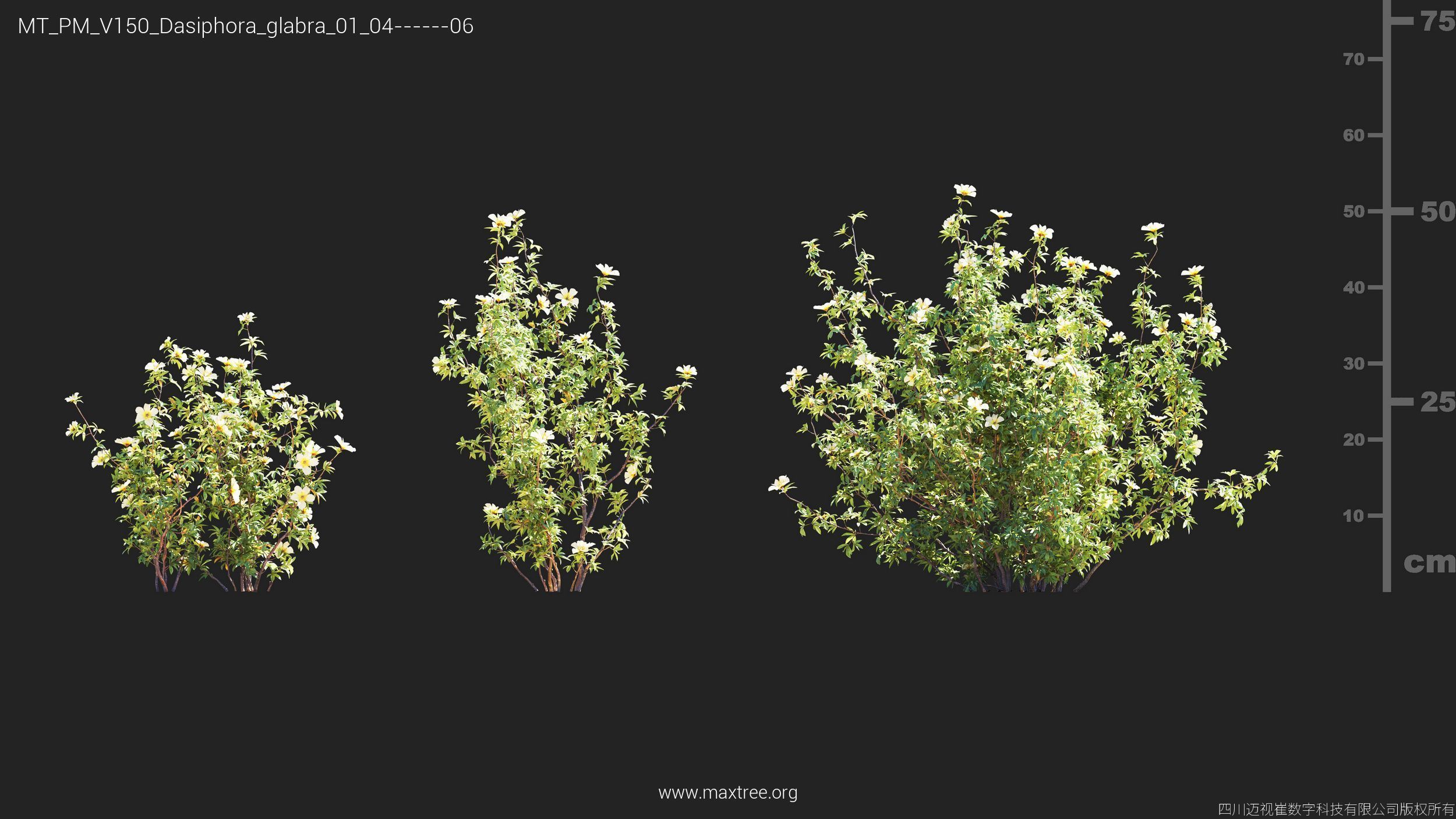 Maxtree Plant Models Vol 150 - Mesh 3D model_8