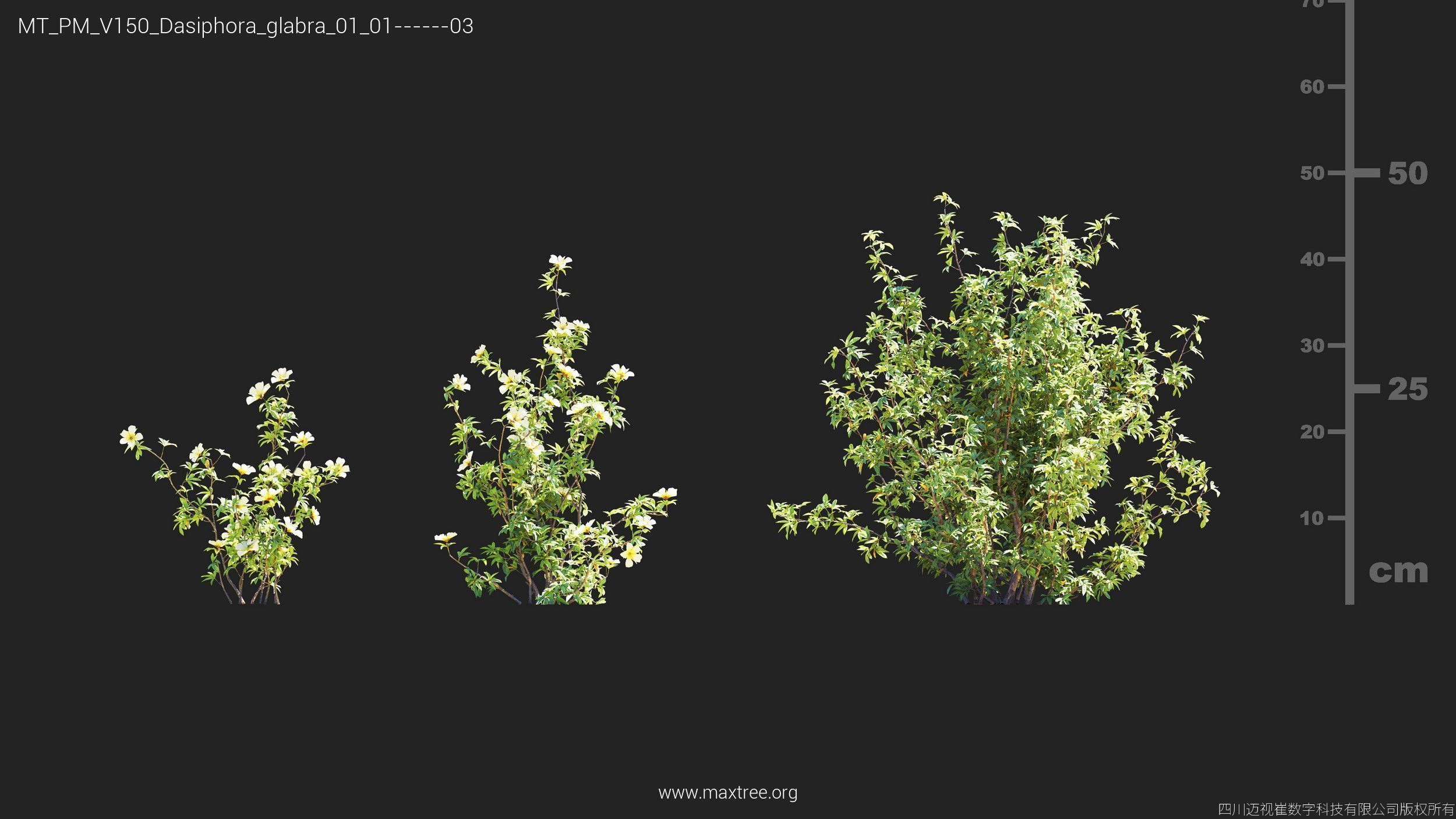 Maxtree Plant Models Vol 150 - Mesh 3D model_7